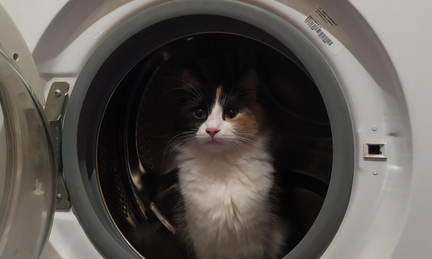 Wasmachine met kat